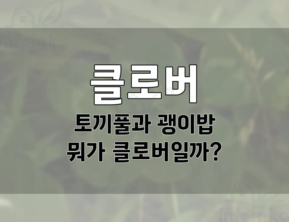 토끼풀과 괭이밥의 차이. 어떤게 클로버 일까??